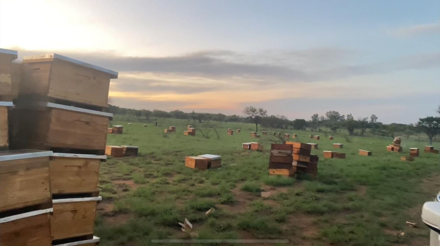 A wide field with many Brother Bee ZA hives placed across it at dawn