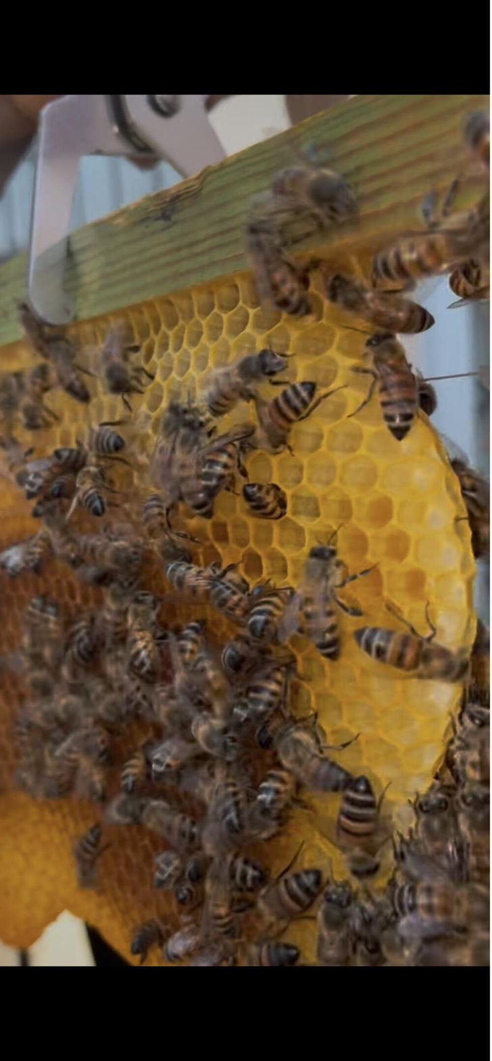 Close-up of a honeycomb frame covered in bees