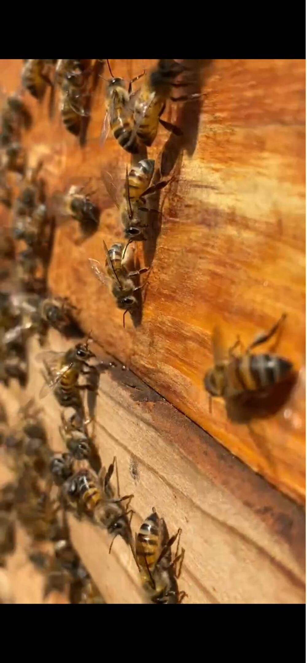 Close-up of bees gathered at a wooden hive entrance