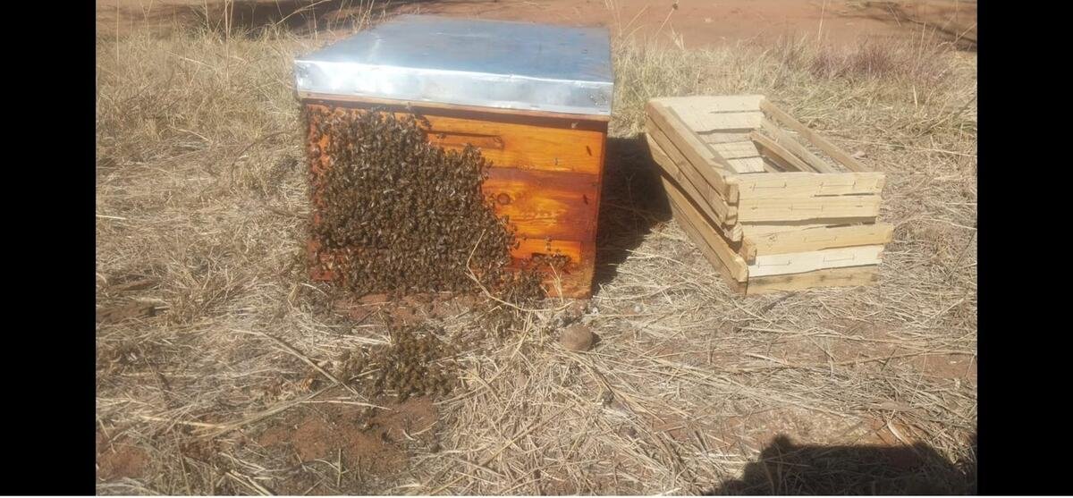 A beehive box with a cluster of bees at the entrance, beside an empty nuc box, in a dry field