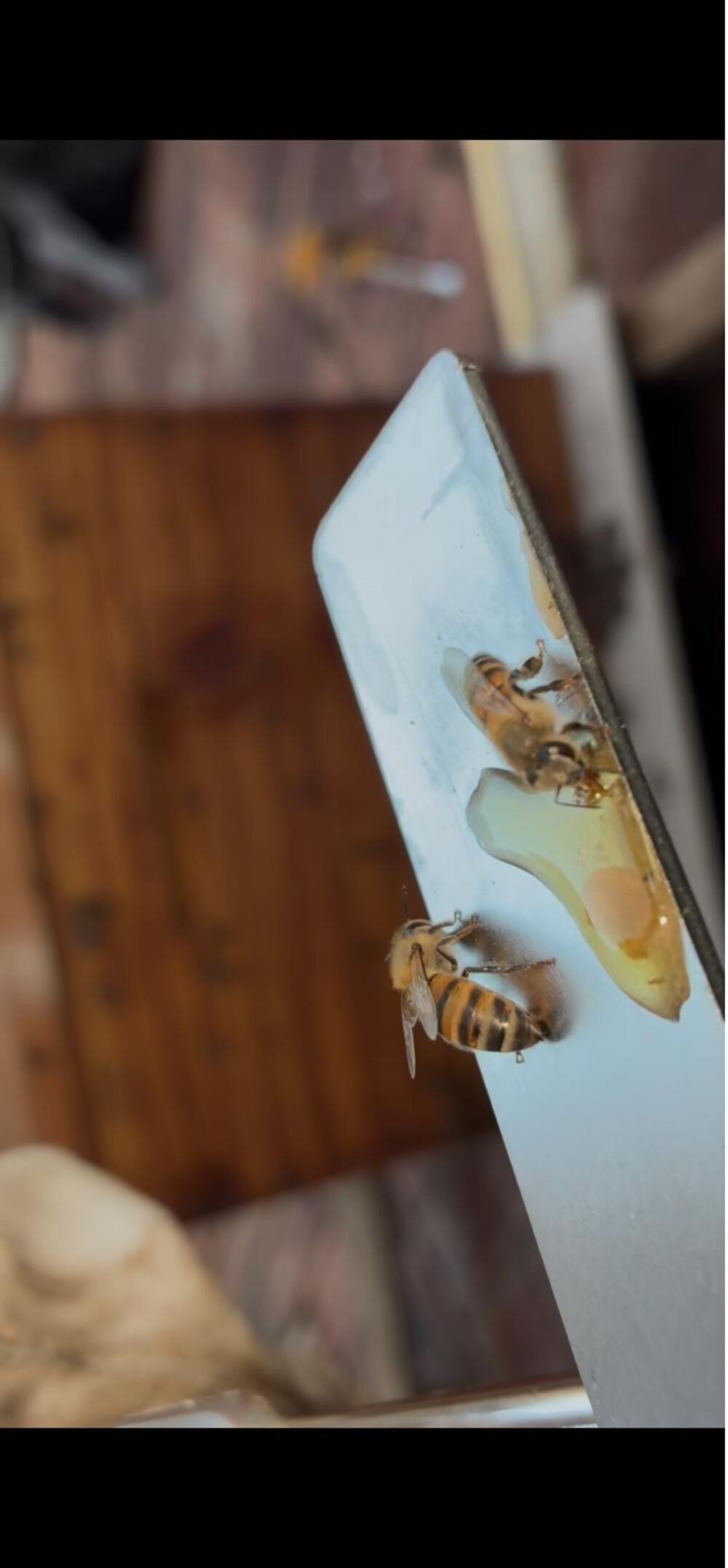 Bees feeding on a drop of fresh honey on a hive tool