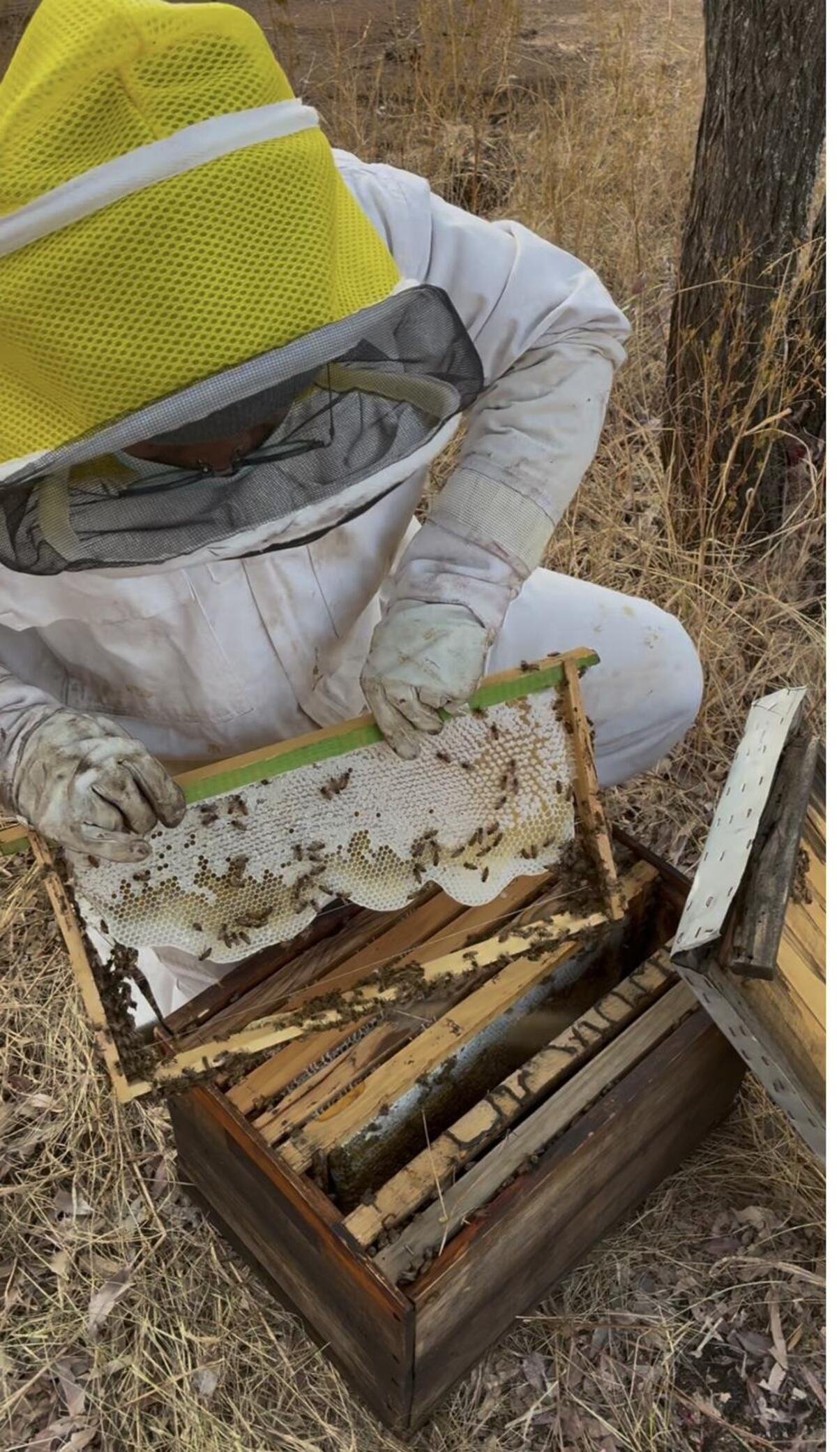 Beekeeper lifting a frame out of a hive for inspection during a practical session