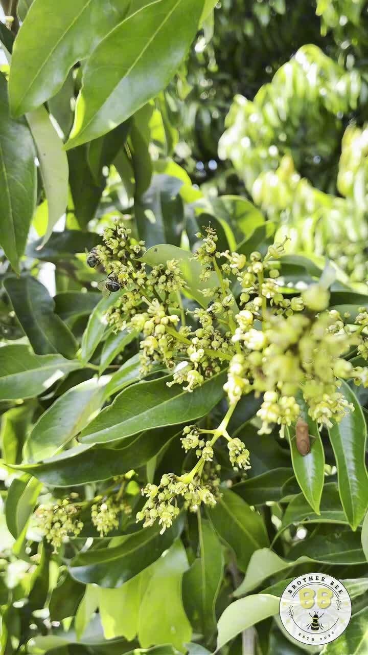 Flowering tree branches in bloom