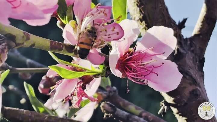 A bee on pink blossom