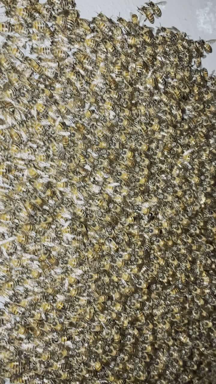 A dense cluster of bees on a wall