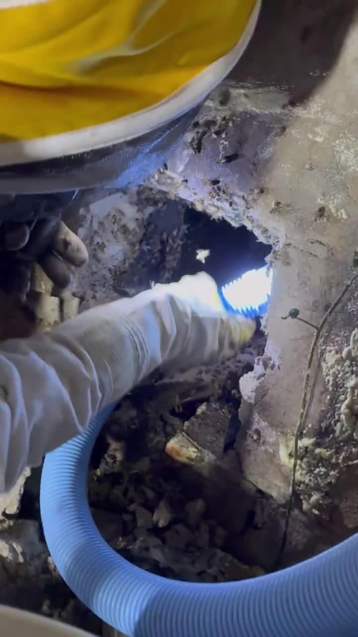 Beekeeper removing a bee colony from a wall cavity